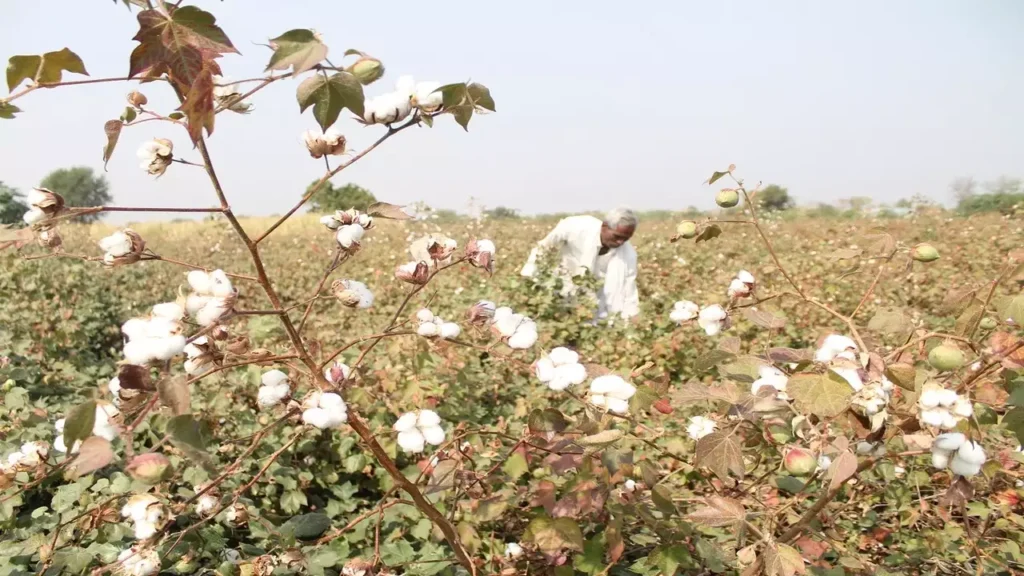 Maharashtra Cotton Farmers